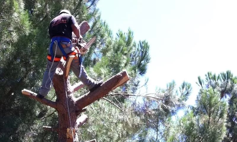 Bosque y copas de árboles altos