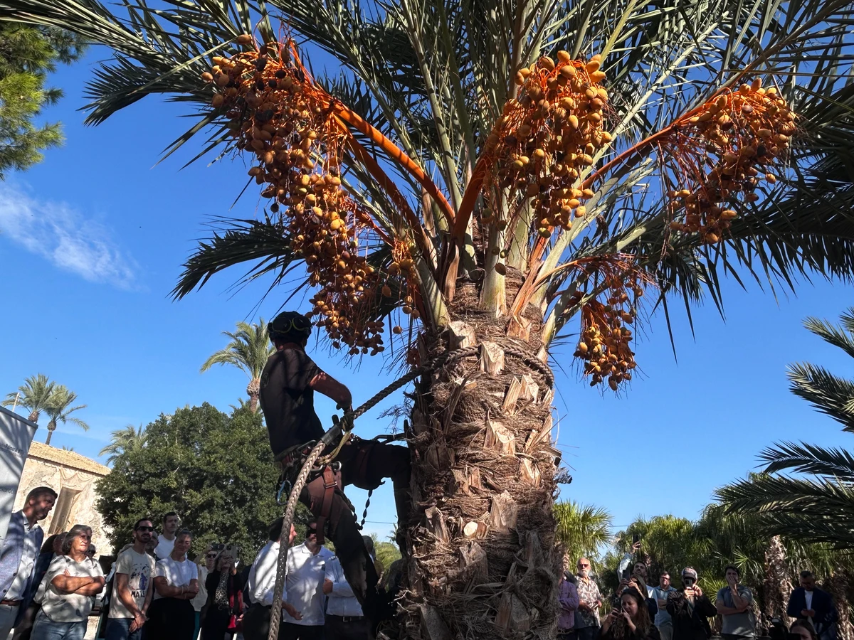 Retirada de dátiles y floraciones en palmeras